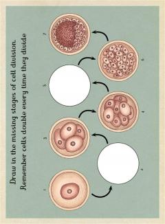 Anatomicum Activity Book