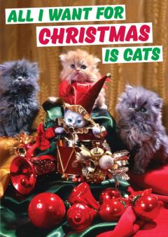 Felicitare - All i want for christmas is cats