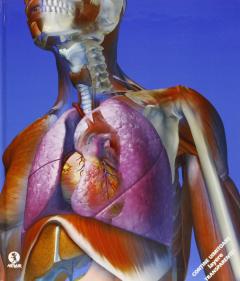 Calatorie in interiorul corpului uman