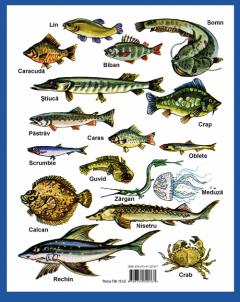 Luna- Betiluna si Dora- Minodora in Tara Lui Peste-Mamaliga- Prapadeste