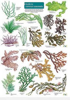 A Key to Common Seaweeds