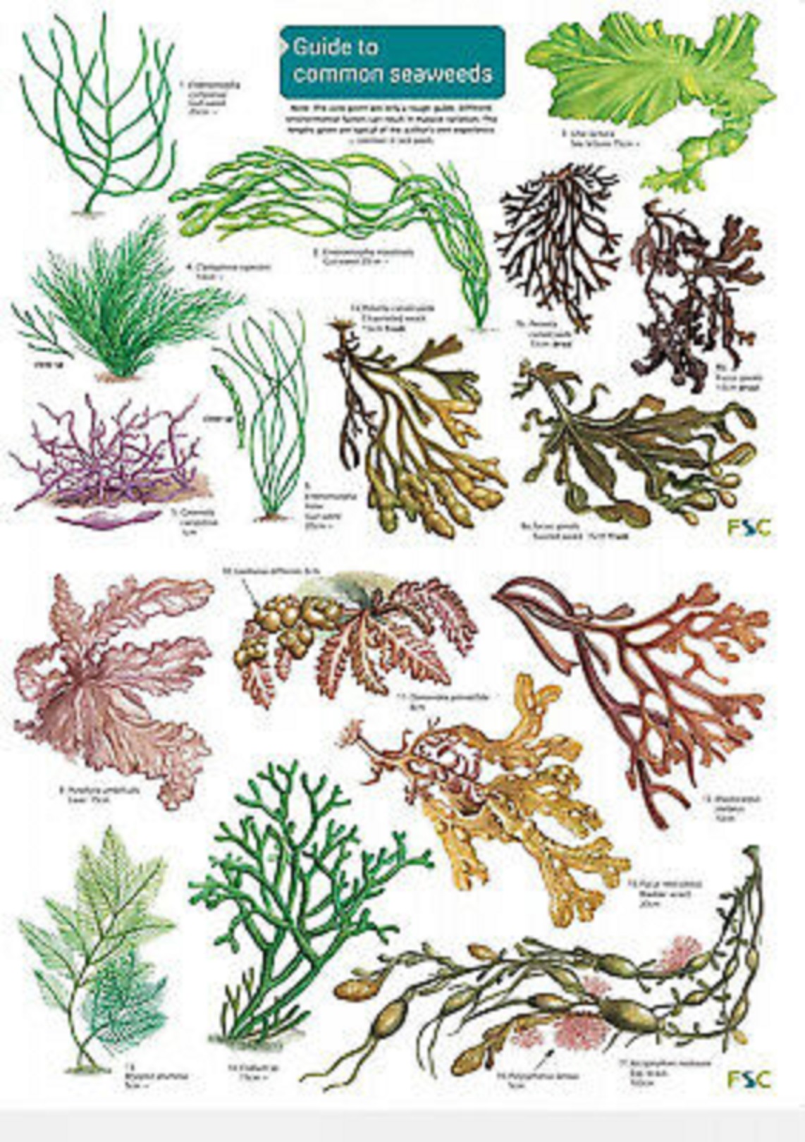 A Key to Common Seaweeds