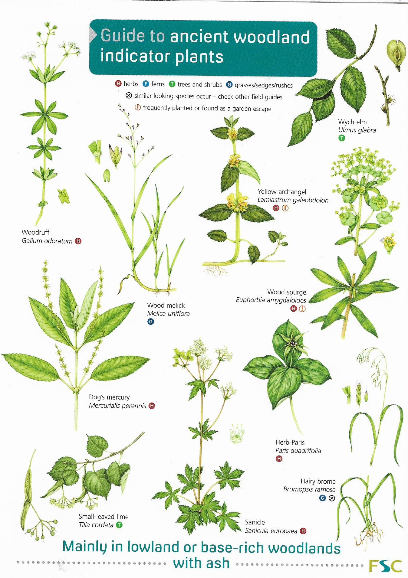 Guide to Ancient Woodland Indicator Plants Various Authors