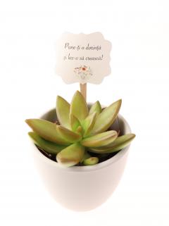 Ghiveci cu planta - Suculente