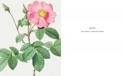 The Kew Gardens Botanical Artist
