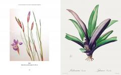 The Kew Gardens Botanical Artist