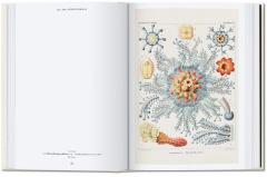 The Art and Science of Ernst Haeckel