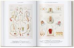 The Art and Science of Ernst Haeckel