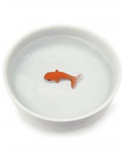 Bol - Fish Pet 