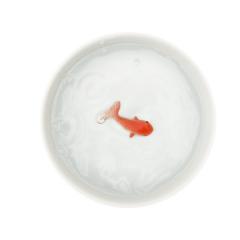 Bol - Fish Pet 