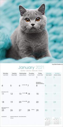 Calendar 2021 - Cats
