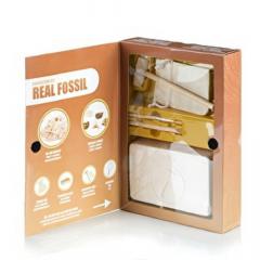 Jucarie kit paleontologie - Real fossil excavation