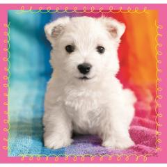 Puzzle 3in1 - Catelusi la baita