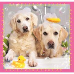 Puzzle 3in1 - Catelusi la baita