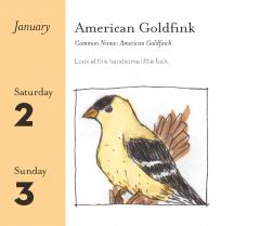 Calendar de birou 2021 - Dumb Birds of North America