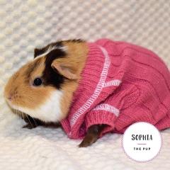 Calendar 2021 - Baby Animals in Sweaters