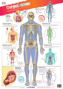 Corpul uman. Planse educationale