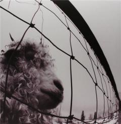 VS - Gatefold remastered and insert Vinyl