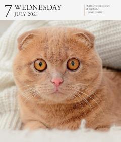 Calendar 2021 - Cat Page-A-Day Gallery 