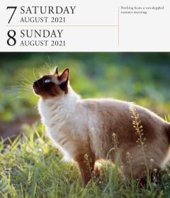 Calendar 2021 - Cat Page-A-Day Gallery 