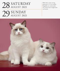 Calendar 2021 - Cat Page-A-Day Gallery 