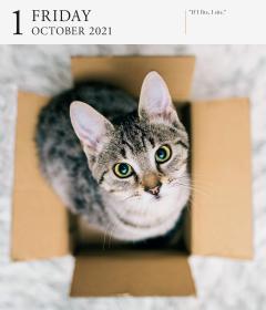 Calendar 2021 - Cat Page-A-Day Gallery 