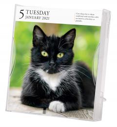 Calendar 2021 - Cat Page-A-Day Gallery 