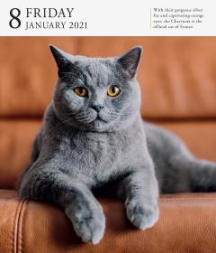 Calendar 2021 - Cat Page-A-Day Gallery 