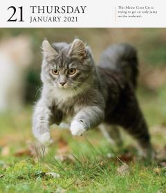 Calendar 2021 - Cat Page-A-Day Gallery 