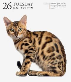 Calendar 2021 - Cat Page-A-Day Gallery 