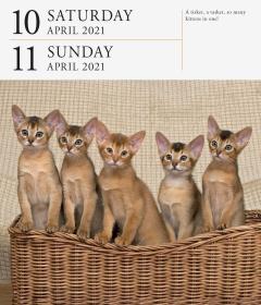 Calendar 2021 - Cat Page-A-Day Gallery 