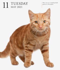 Calendar 2021 - Cat Page-A-Day Gallery 