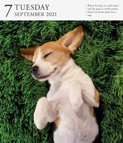 Calendar 2021 - Dog Page-A-Day Gallery 