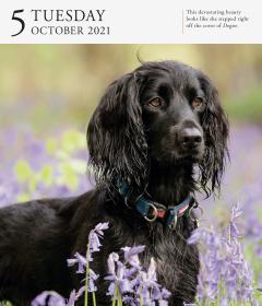 Calendar 2021 - Dog Page-A-Day Gallery 