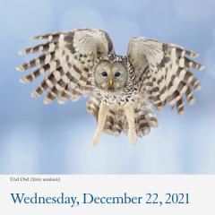 Calendar 2021 - Audubon Birds Page-A-Day 