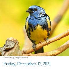 Calendar 2021 - Audubon Birds Page-A-Day 