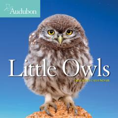 Calendar 2021 - Audubon Little Owls Mini