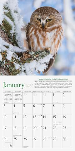Calendar 2021 - Audubon Little Owls Mini