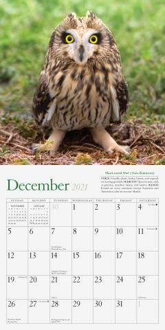 Calendar 2021 - Audubon Little Owls Mini
