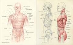 Dynamic Human Anatomy
