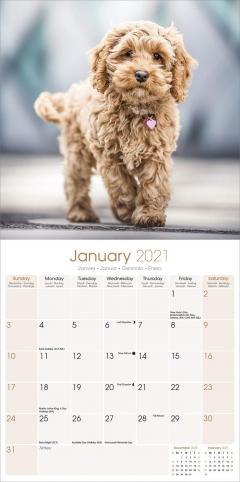 Calendar 2021 - Puppies 