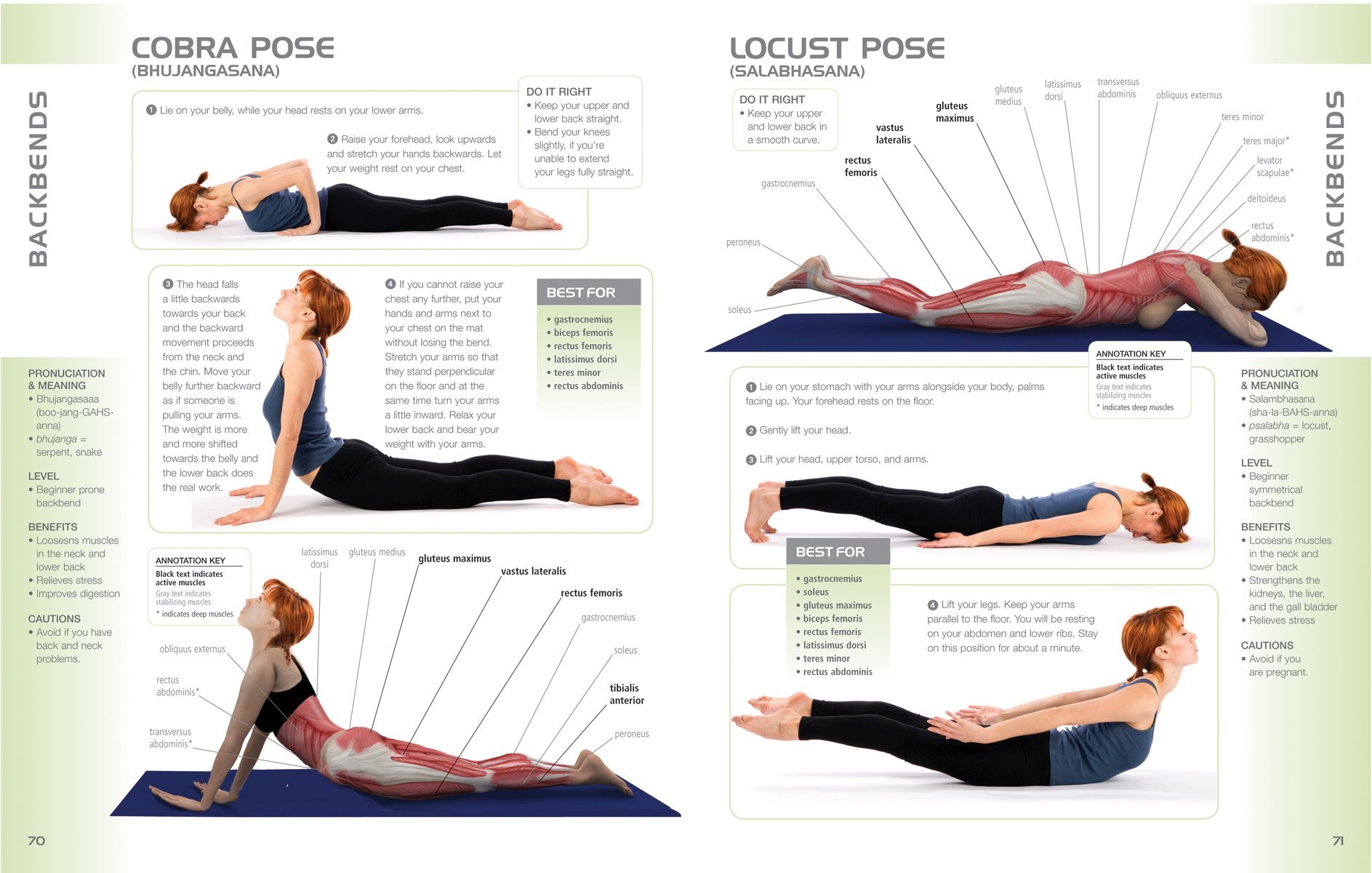 Pin by Bee on Yoga information  Muscle anatomy, Female back