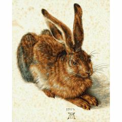 Kit pictura cu numere - Young Hare, 40x50 cm