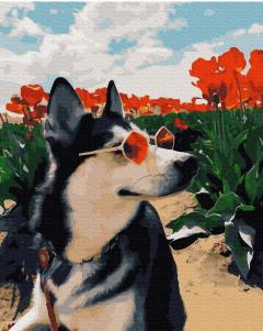 Set pictura pe numere - Husky, 40x50 cm