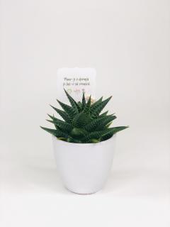 Cactus Suculenta Haworthia in vas ceramica