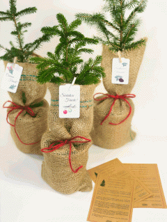 Mini Bradut de Craciun