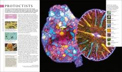 The Natural History Book