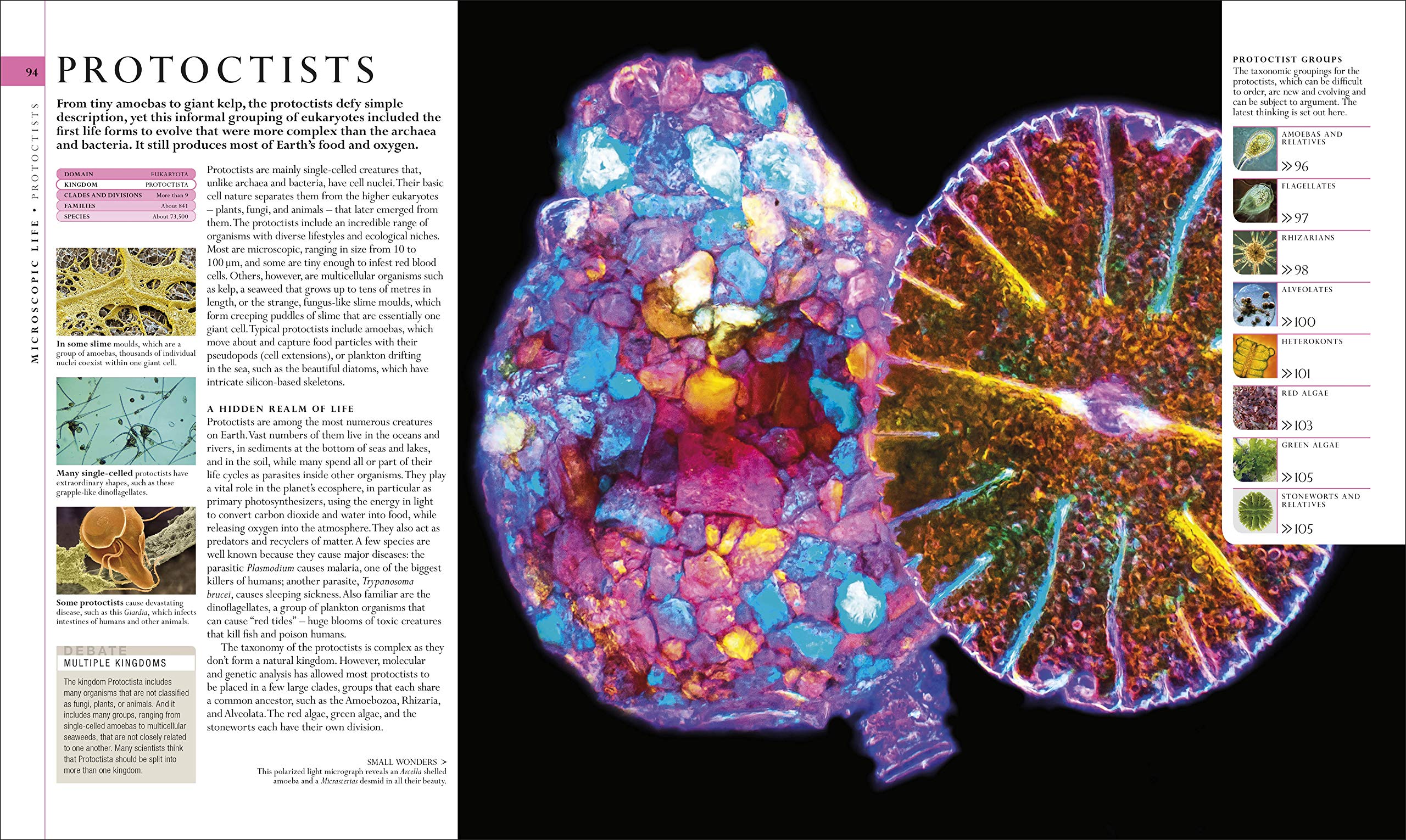 洋書 The natural history book The Natural History Book - *** - elefant.ro