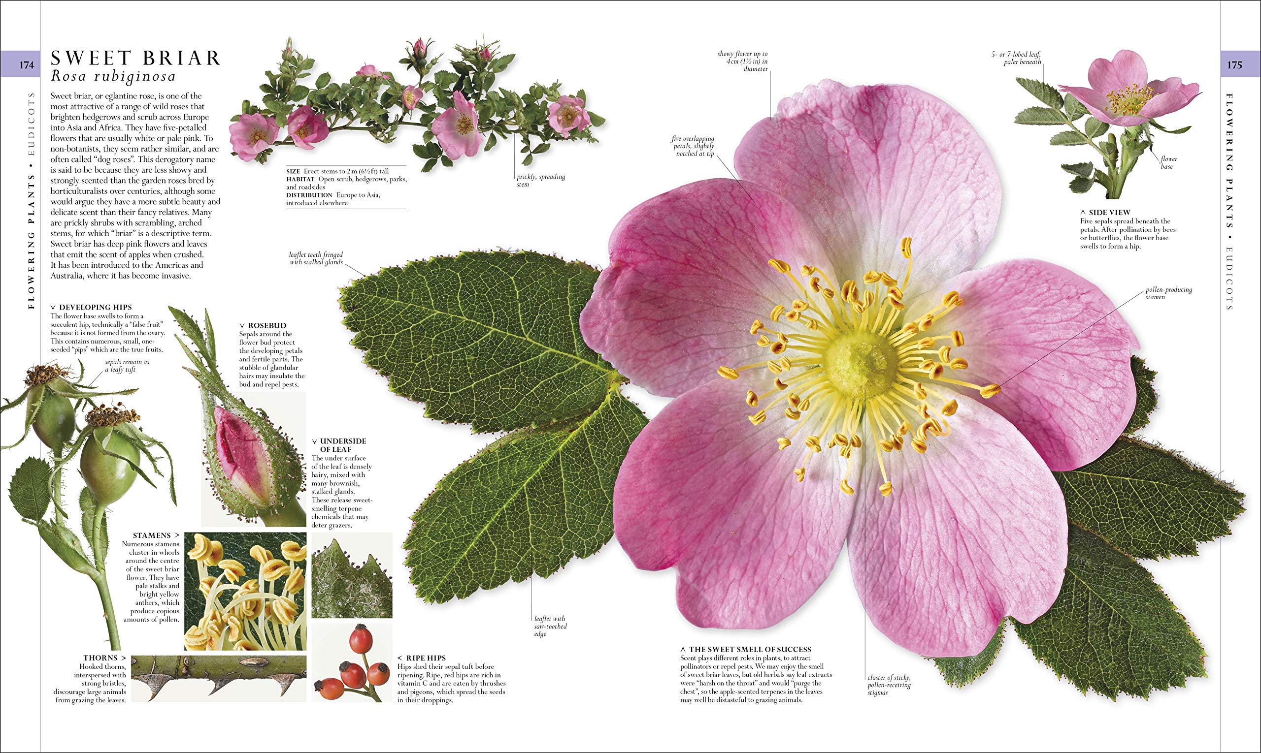 The Natural History Book - DK