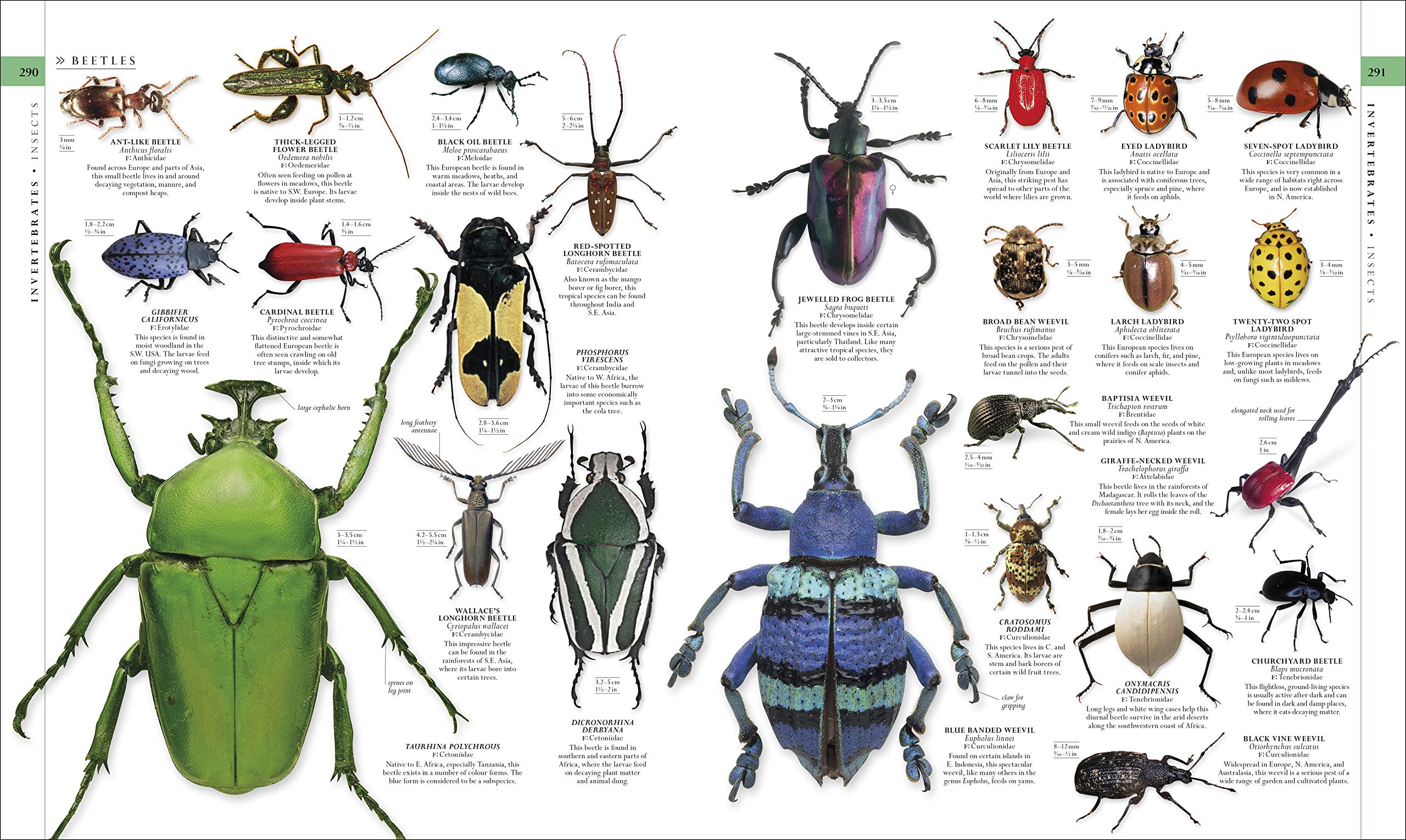 The Natural History Book - DK